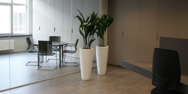 Comment choisir la plante idéale pour décorer votre bureau ?